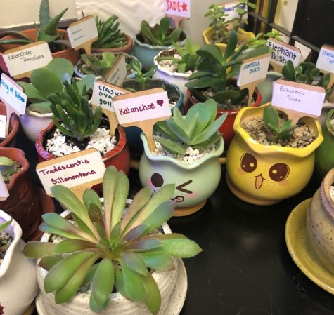 Some of the succulent plants that were used for a community fundraiser. 