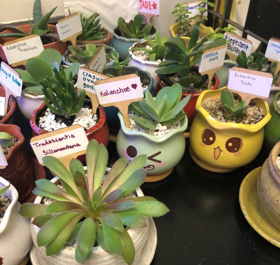 Some+of+the+succulent+plants+that+were+used+for+a+community+fundraiser.+