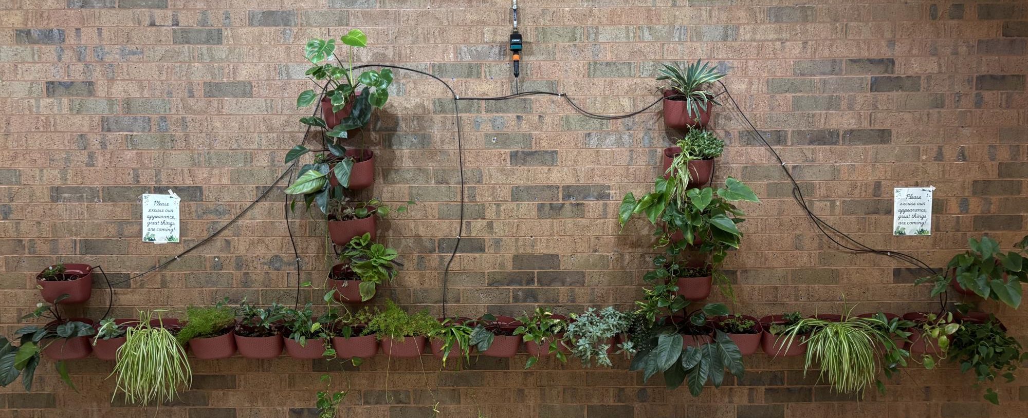 Our 'Living Wall' is Coming Back to Life